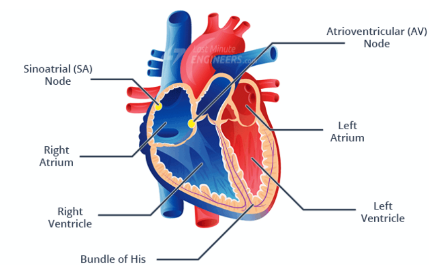درک سیگنال ECG